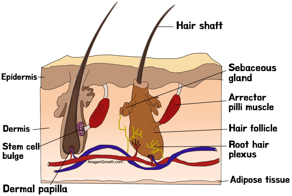 Hair anatomy and hair components diagram