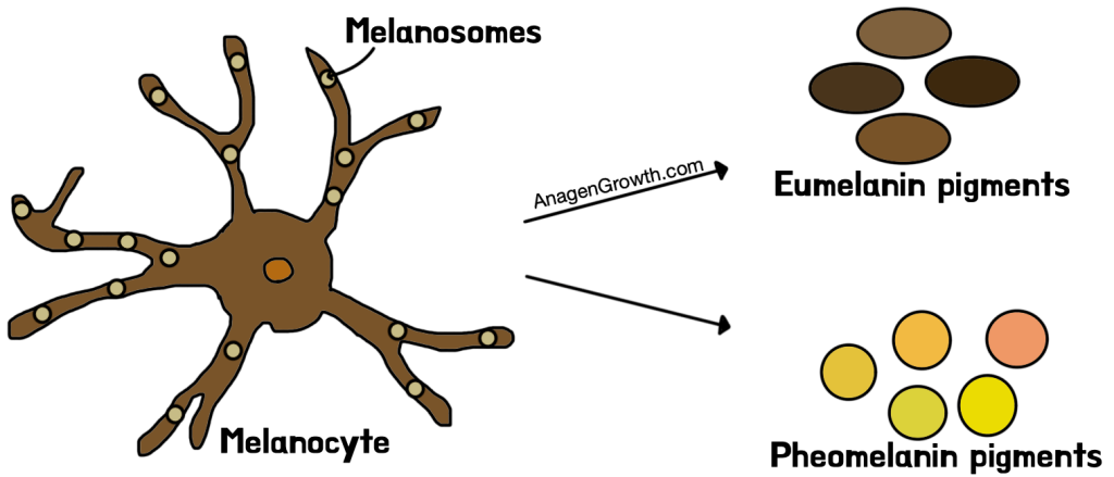 Melanocyte cell producing eumelanin and pheomelanin pigments