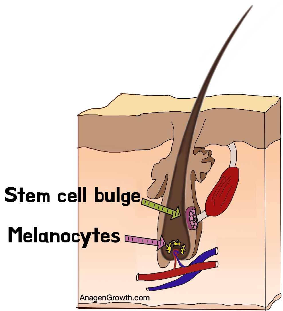 Melanocytes highlighted within hair follicle