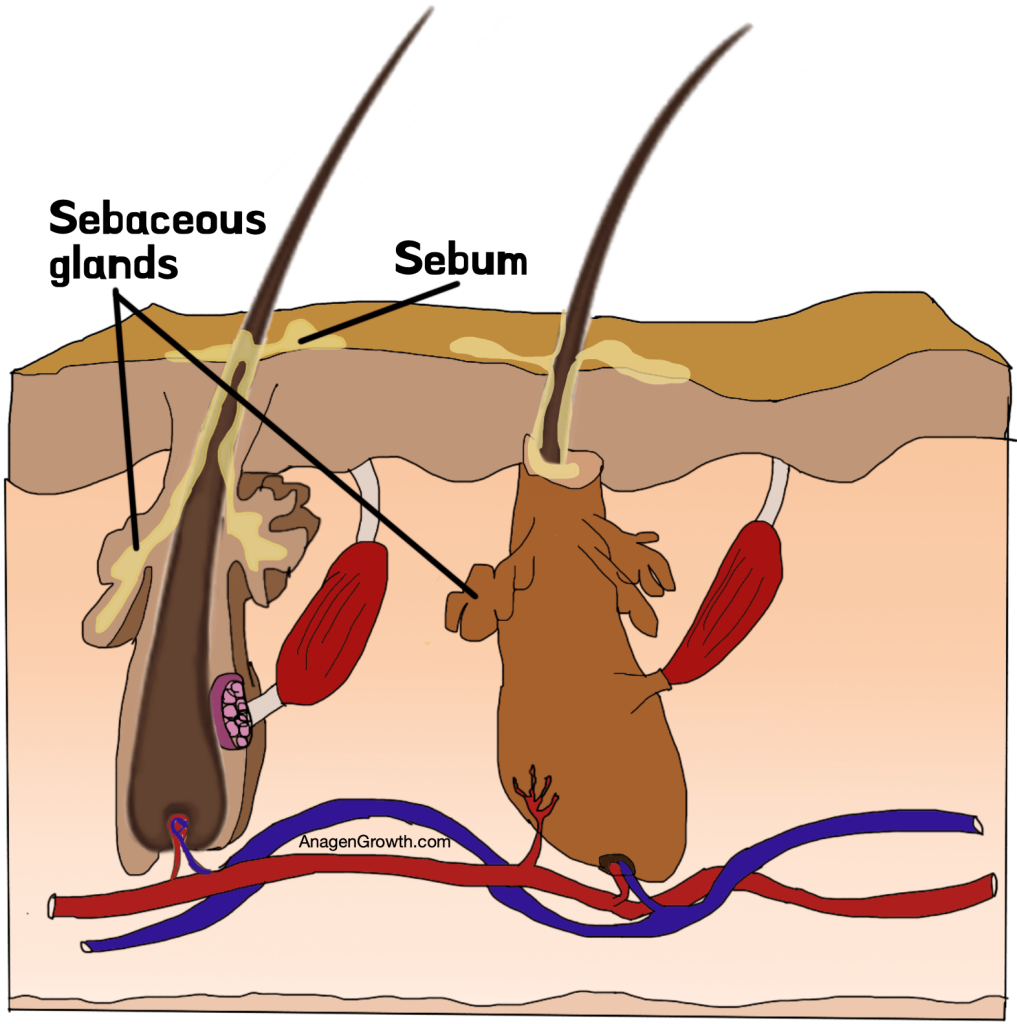 Sebaceous glands hair anatomy