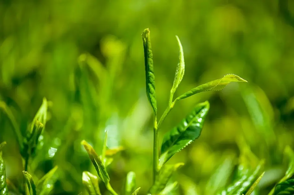 green tea plant