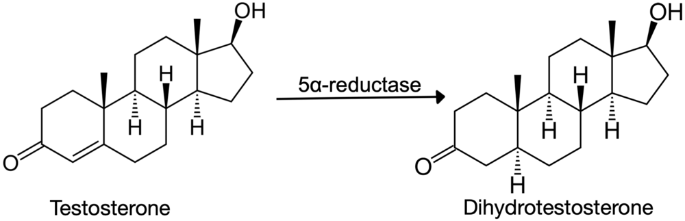 testosterone conversion to DHT